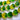 25 Vintage Czech Yellow Green Leaf Glass Beads #9479