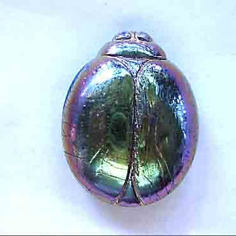 1 Vintage Large Iris Blue Scarab Two Hole Glass Bead #9544